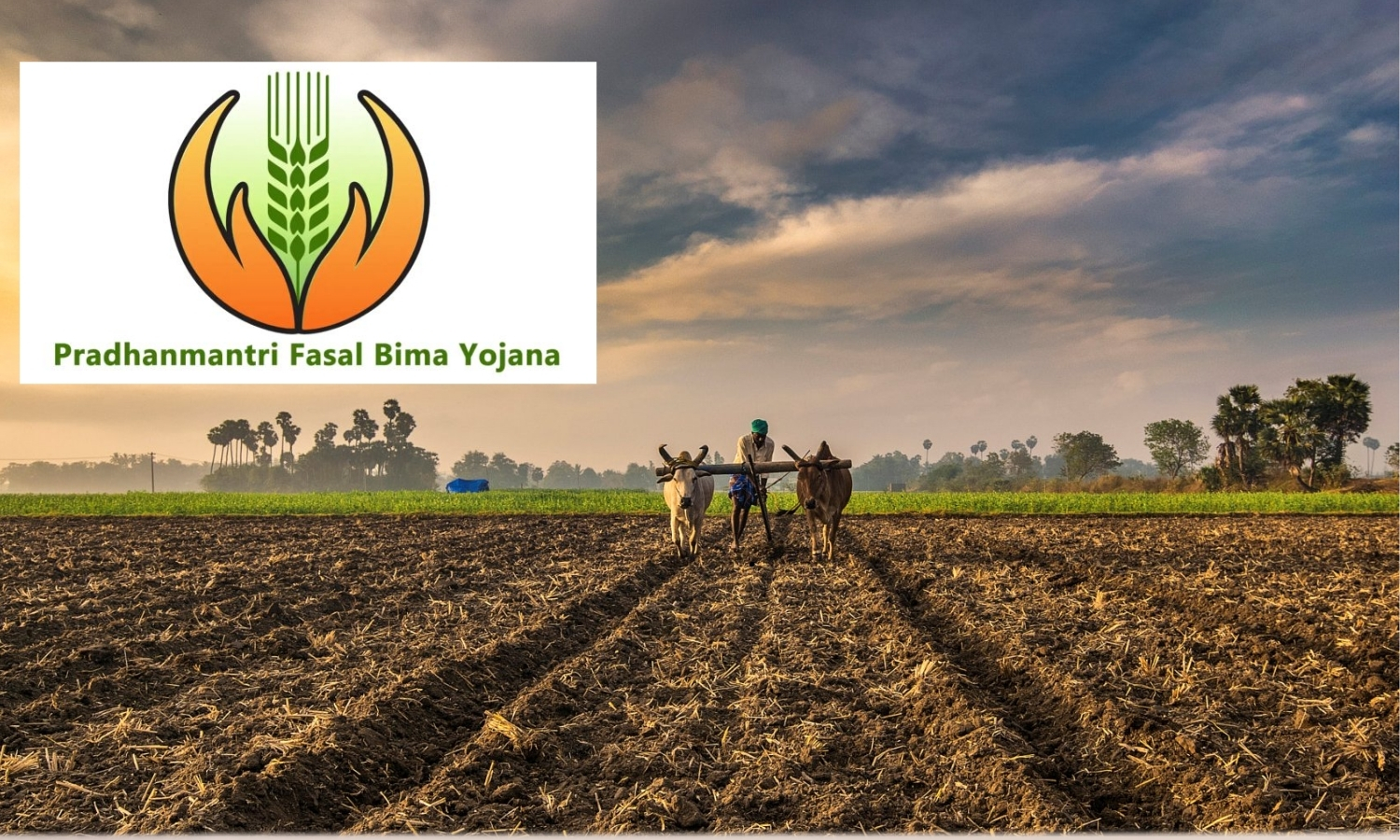 TG Farmers Walking Into El Nino Year Without Crop Insurance