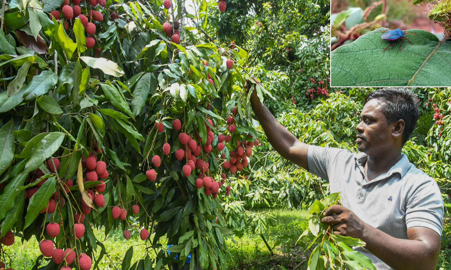 Climate Crisis, Stink Bugs Hit Bihar Shahi Litchis Production
