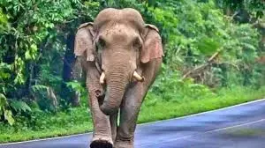 Mother Killed, Child Injured In Wild Elephant Attack In Keralas Idukki Mother Killed, Child Injured In Wild Elephant Attack In Keralas Idukki