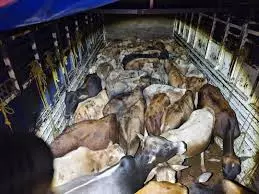 Police Seize Accuseds Property In Bantwal Cattle Slaughter Case Police Seize Accuseds Property In Bantwal Cattle Slaughter Case