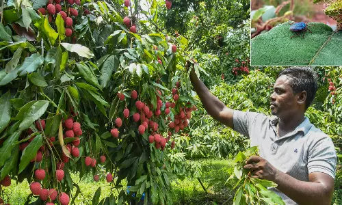 Climate Crisis, Stink Bugs Hit Bihar Shahi Litchis Production