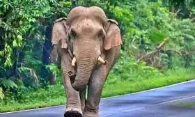Mother Killed, Child Injured In Wild Elephant Attack In Keralas Idukki Mother Killed, Child Injured In Wild Elephant Attack In Keralas Idukki