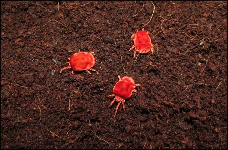 Early Arrival of Rain Bugs Cheer Farmers Early Arrival of Rain Bugs Cheer Farmers