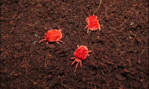 Early Arrival of Rain Bugs Cheer Farmers Early Arrival of Rain Bugs Cheer Farmers