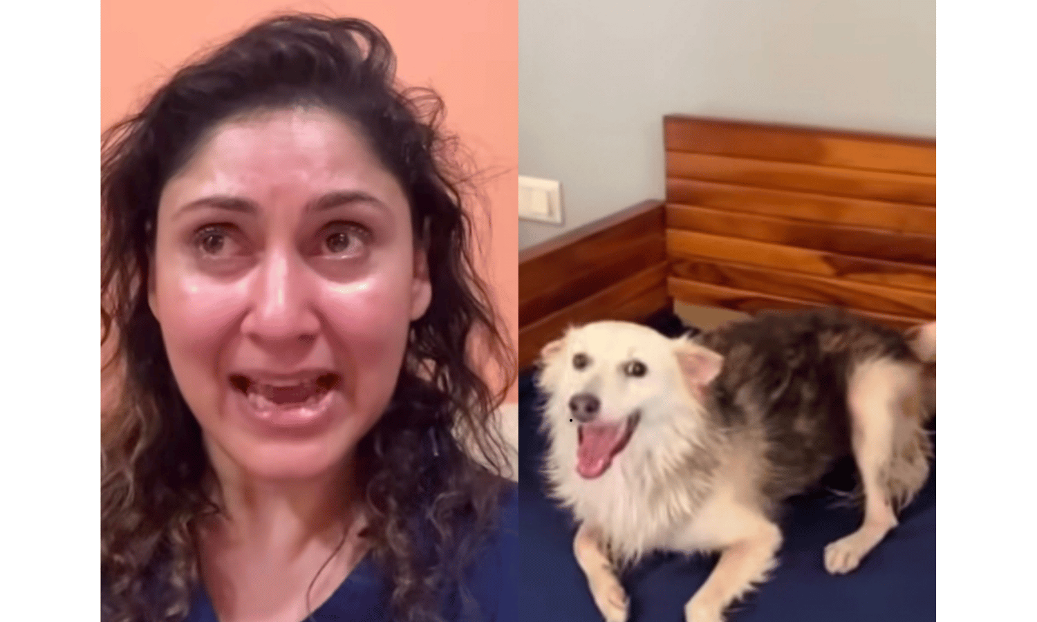 Alleged Killing of Community Dog Mikey Sparks Outrage Over Animal Cruelty