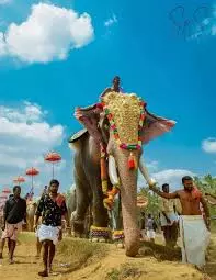 SC Directs Kerala Govt To Take Custody Of States Tallest Elephant Raman SC Directs Kerala Govt To Take Custody Of States Tallest Elephant Raman