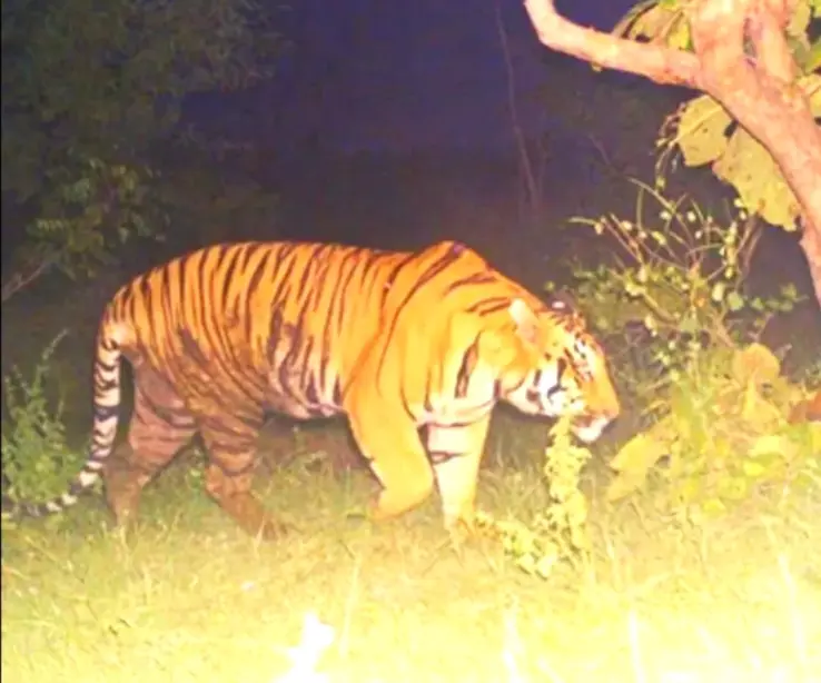 Tiger That Wandered Nearly Half of Telangana, Feared Shot Dead by Hunters Tiger That Wandered Nearly Half of Telangana, Feared Shot Dead by Hunters