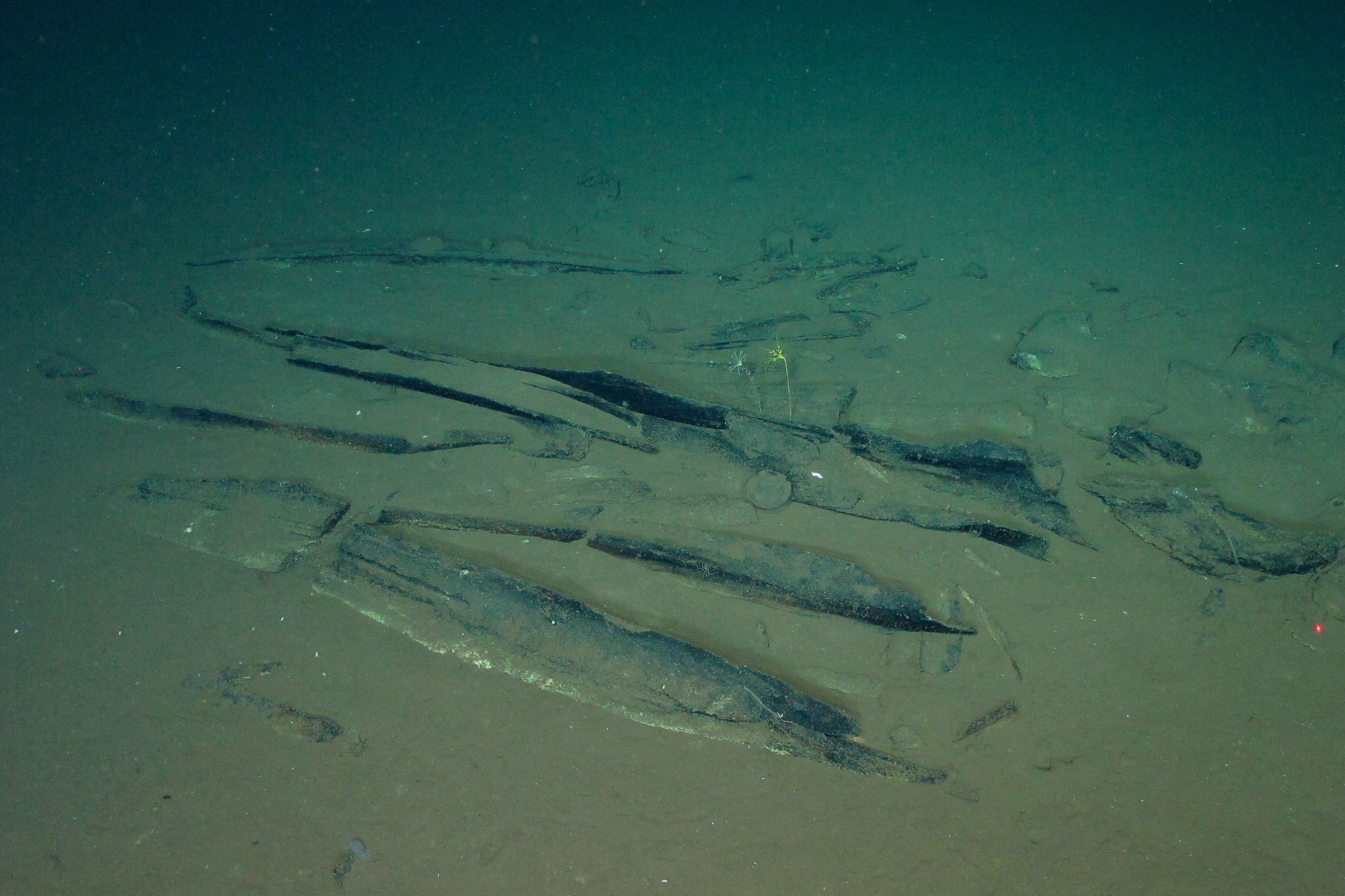 World's Largest Whale Graveyard Discovered in Indian Ocean