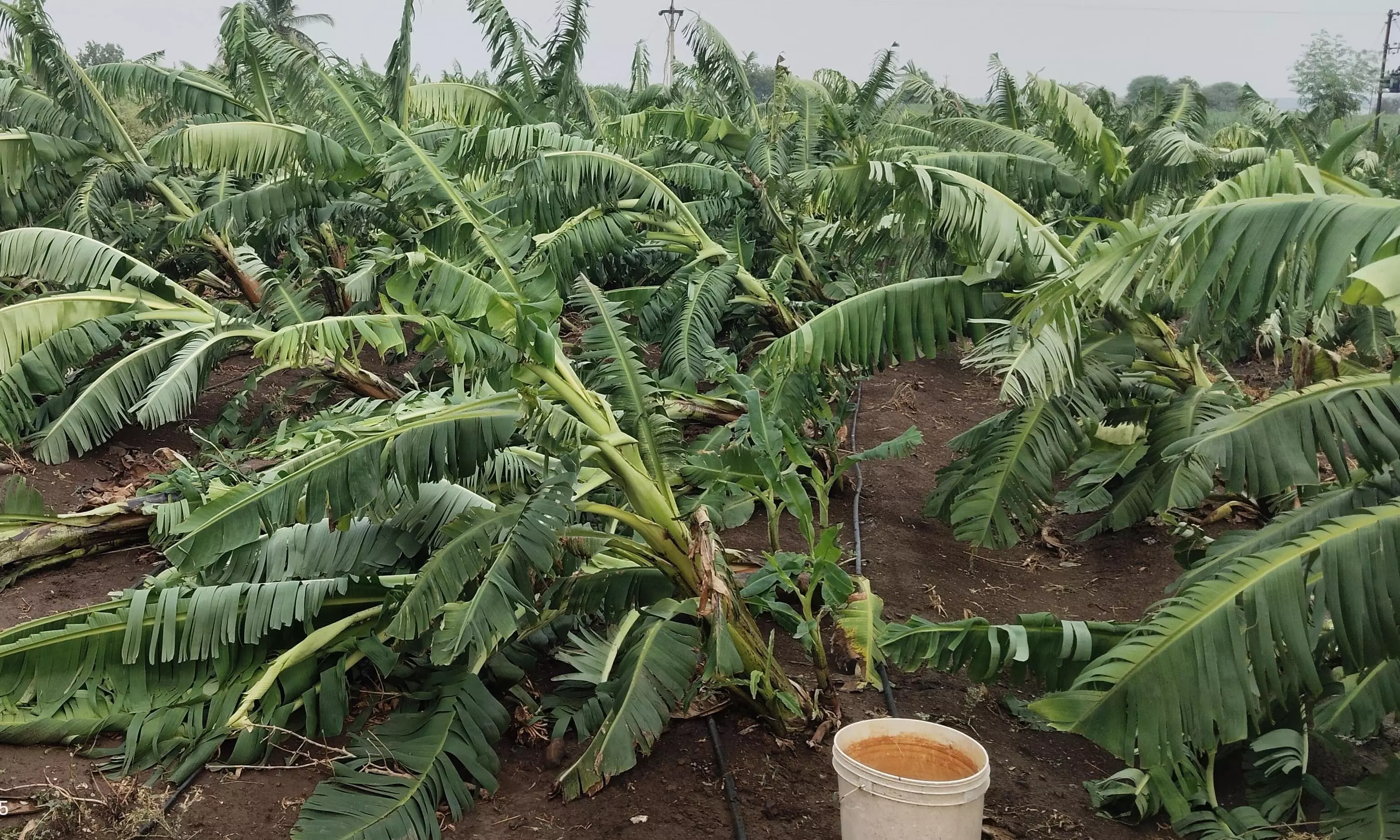 Banana Plantations Bear Brunt As Weather Damages 61,000 Hectares In Maharashtra Banana Plantations Bear Brunt As Weather Damages 61,000 Hectares In Maharashtra