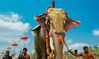SC Directs Kerala Govt To Take Custody Of States Tallest Elephant Raman