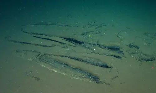 Worlds Largest Whale Graveyard Discovered in Indian Ocean