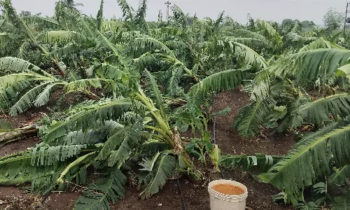 Banana Plantations Bear Brunt As Weather Damages 61,000 Hectares In Maharashtra Banana Plantations Bear Brunt As Weather Damages 61,000 Hectares In Maharashtra
