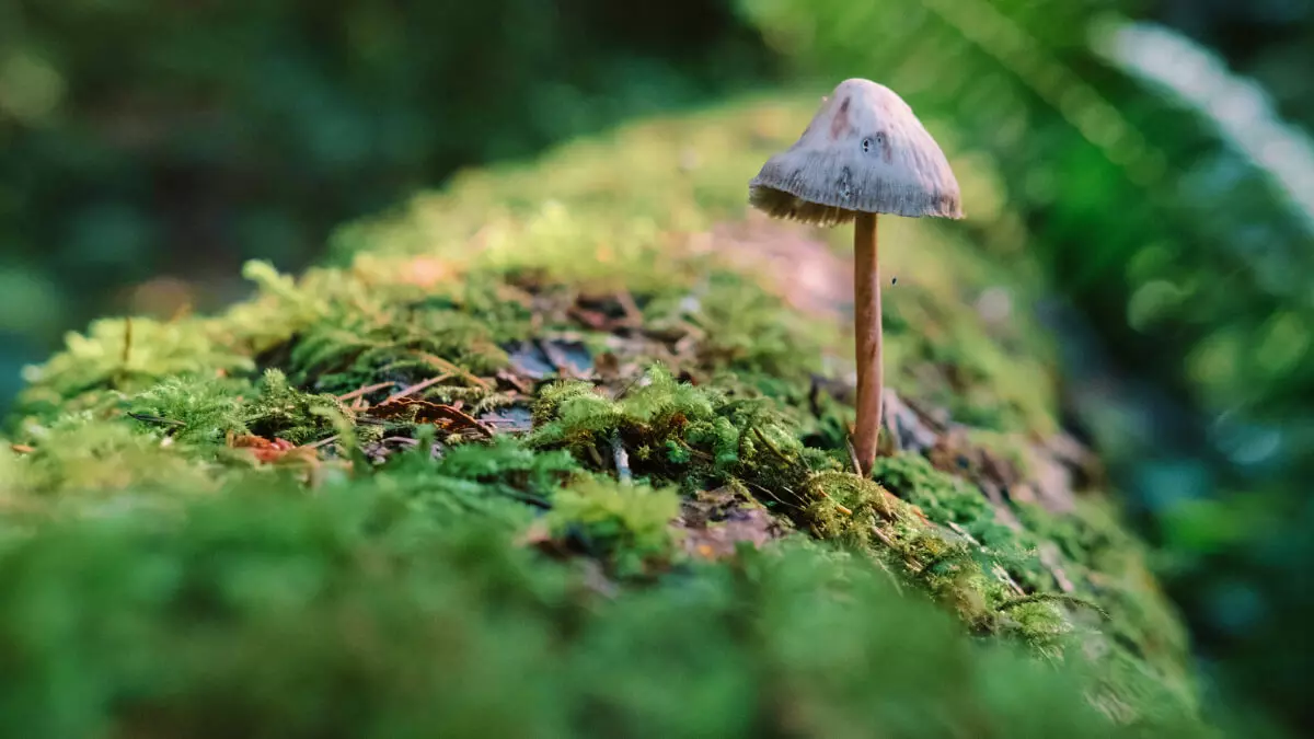 There Is Life After Death For The Dead Organisms In The Nature There Is Life After Death For The Dead Organisms In The Nature