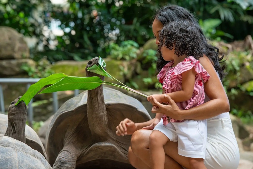 On Curieuse Island, Giant Tortoises Tell A Story of Survival and Hope