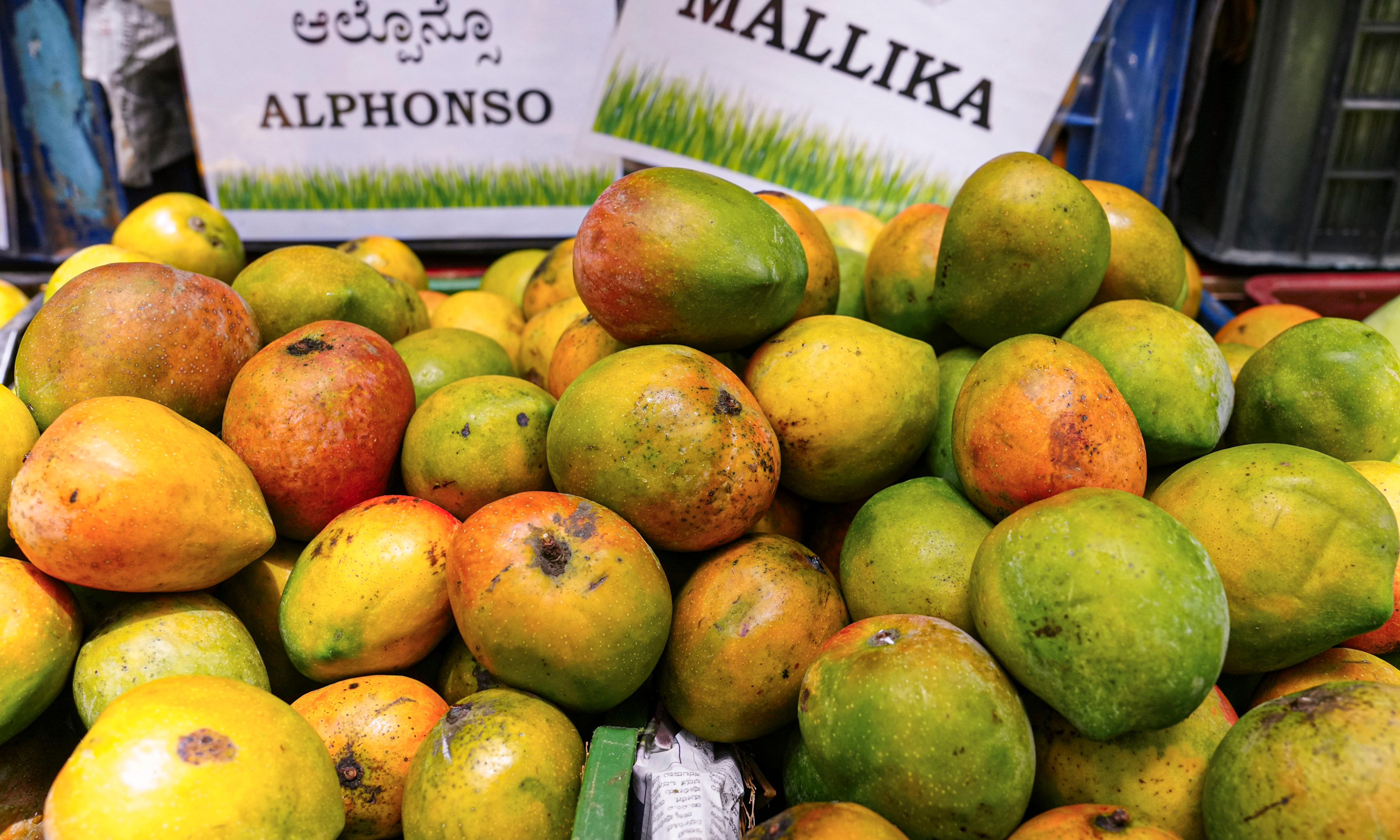 Nepal Backtracks, Clarifies Indian Mango Imports Remain Unaffected