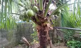 Udupi: Coconut Falls From Tree, Claims Life Of Toddler Udupi: Coconut Falls From Tree, Claims Life Of Toddler