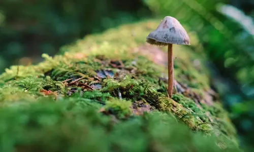 There Is Life After Death For The Dead Organisms In The Nature