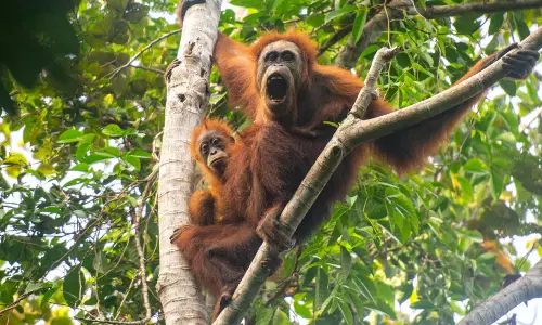 Climate Change-Fuelled Storm Decimated Worlds Rarest Great Ape: Study