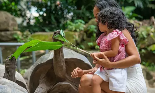 On Curieuse Island, Giant Tortoises Tell A Story of Survival and Hope On Curieuse Island, Giant Tortoises Tell A Story of Survival and Hope