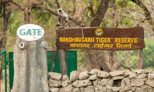 MP Tiger Reserve Extends Restriction of Mobile Phone Use to Guides