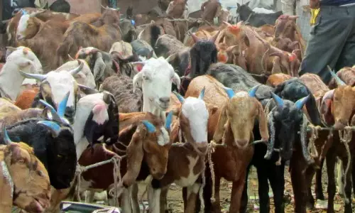 Case Registered Against Beerappa Festival Animal Sacrifice