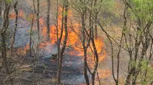 Suman Sahai | Forest Fires On The Rise In A Warming India: Make It Part Of Climate Policy… Suman Sahai | Forest Fires On The Rise In A Warming India: Make It Part Of Climate Policy…