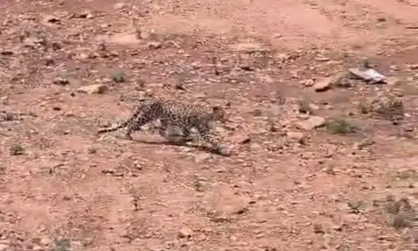 Leopard Sighting Near Tirupati Causes Concern Among Residents Leopard Sighting Near Tirupati Causes Concern Among Residents