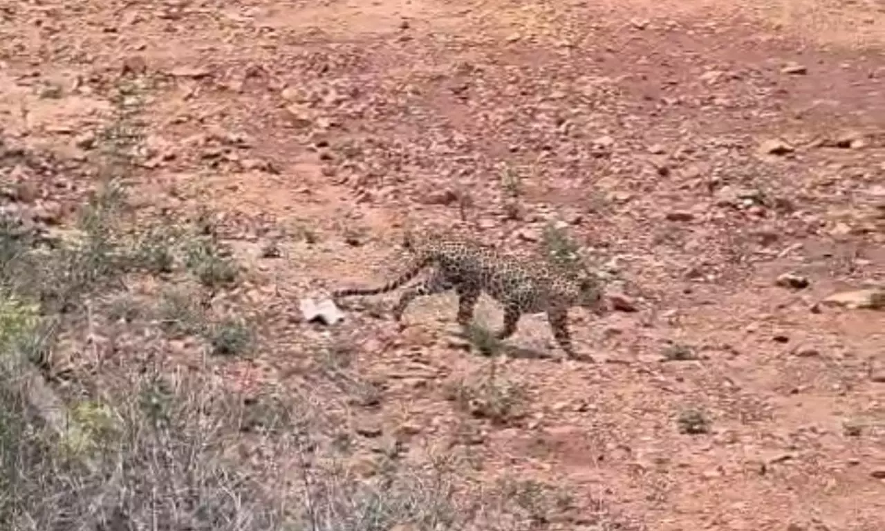 Leopard Sighting Near Tirupati Causes Concern Among Residents Leopard Sighting Near Tirupati Causes Concern Among Residents