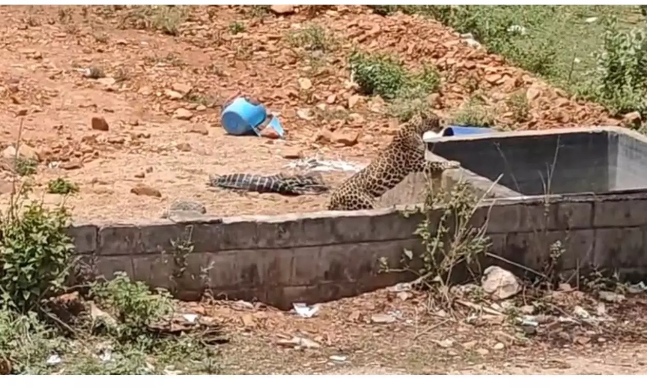 Leopard Sighting Near Tirupati Causes Concern Among Residents Leopard Sighting Near Tirupati Causes Concern Among Residents