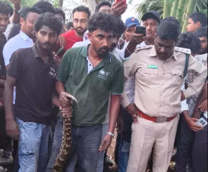 Nine-Foot Indian Rock Python Rescued During Desilting Works Nine-Foot Indian Rock Python Rescued During Desilting Works