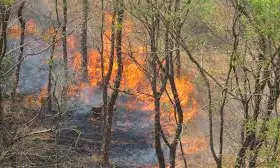 Suman Sahai | Forest Fires On The Rise In A Warming India: Make It Part Of Climate Policy… Suman Sahai | Forest Fires On The Rise In A Warming India: Make It Part Of Climate Policy…