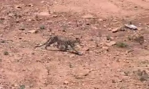 Leopard Sighting Near Tirupati Causes Concern Among Residents