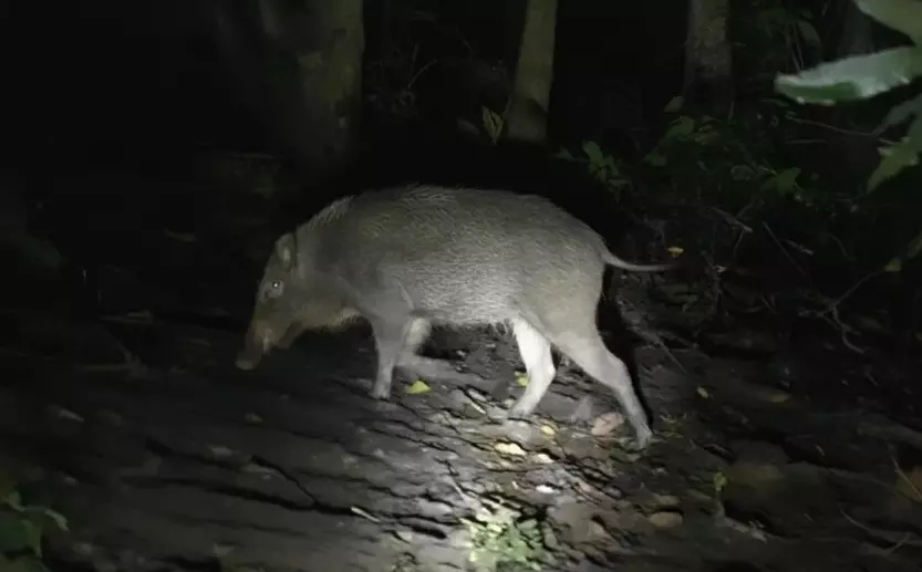 Six Injured In Wild Boar Attacks Across Odishas Ganjam District Six Injured In Wild Boar Attacks Across Odishas Ganjam District