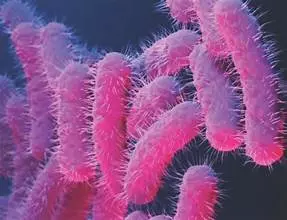 Seven-year-old Child Dies of Shigella In Kerala Seven-year-old Child Dies of Shigella In Kerala