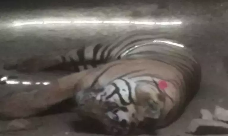 3 Persons, Including 2 Tribal Women And A Forest Worker, Killed In Separate Tiger Attacks In MP Reserves 3 Persons, Including 2 Tribal Women And A Forest Worker, Killed In Separate Tiger Attacks In MP Reserves