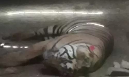 Second Tiger Found Dead in NSTR Within Three Days Second Tiger Found Dead in NSTR Within Three Days