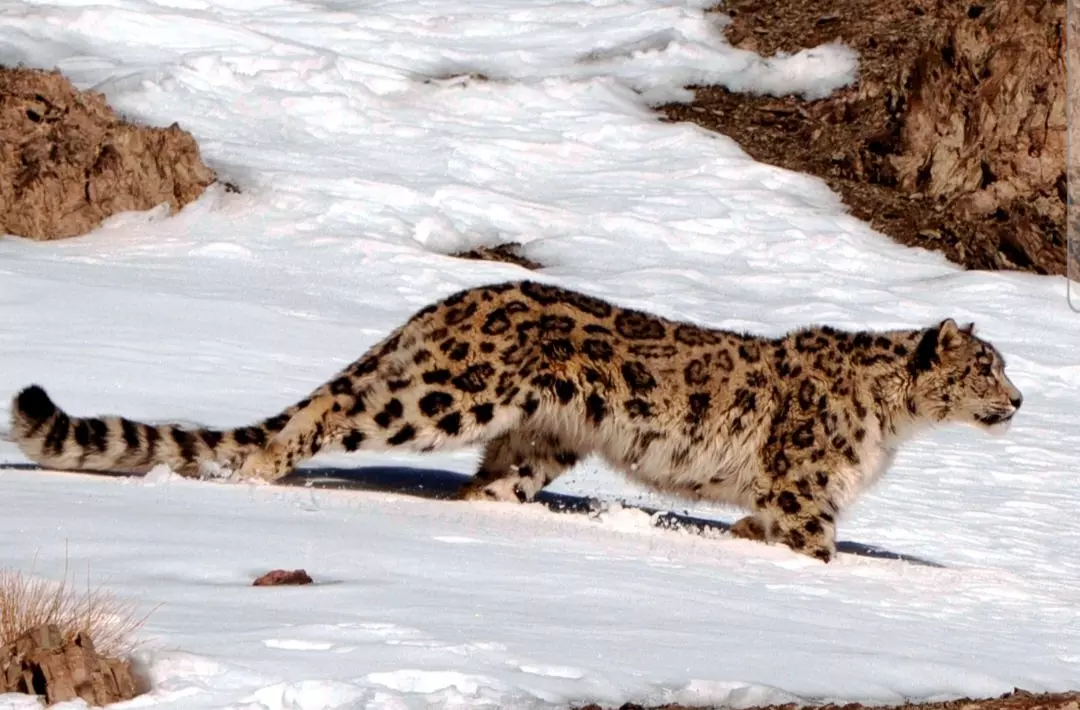 Ladakh Greenlights Conservation Body for Snow Leopards and Fragile High-Altitude Habitats Ladakh Greenlights Conservation Body for Snow Leopards and Fragile High-Altitude Habitats