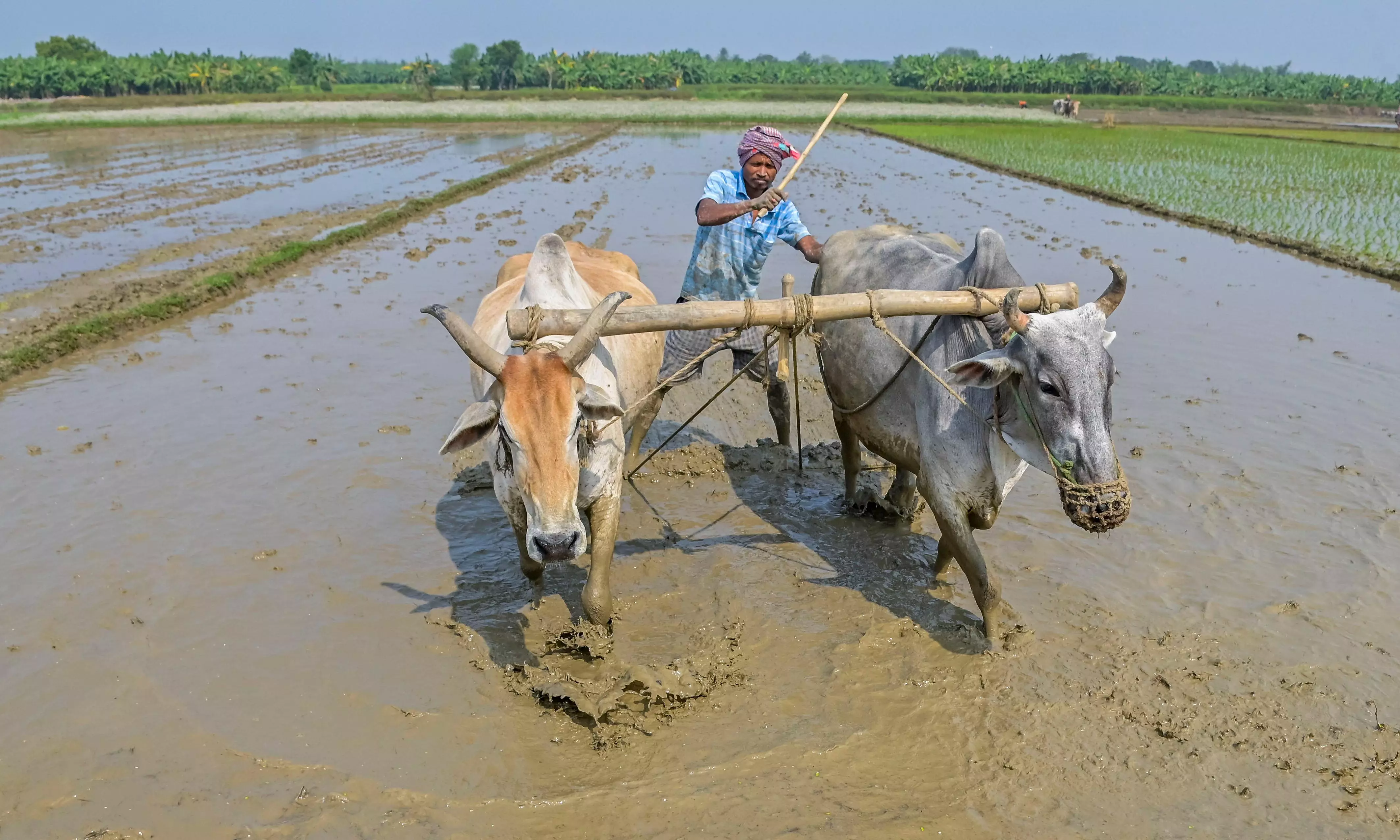 Switch to Other Crops a Tough Task for Farmers Switch to Other Crops a Tough Task for Farmers