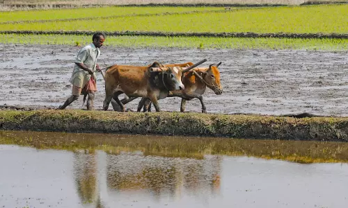 El Niño To Hit 12 States Severely El Niño To Hit 12 States Severely