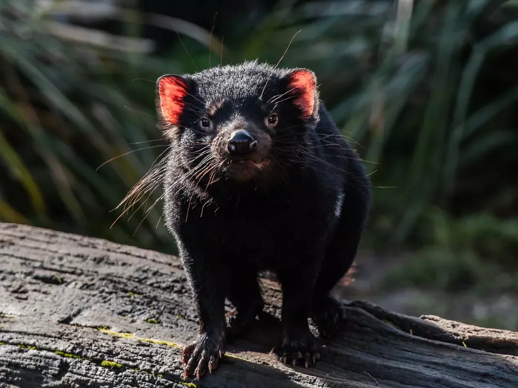 Australia : Unstable Tasmanian Devil Found After 15 Days On The Run Australia : Unstable Tasmanian Devil Found After 15 Days On The Run