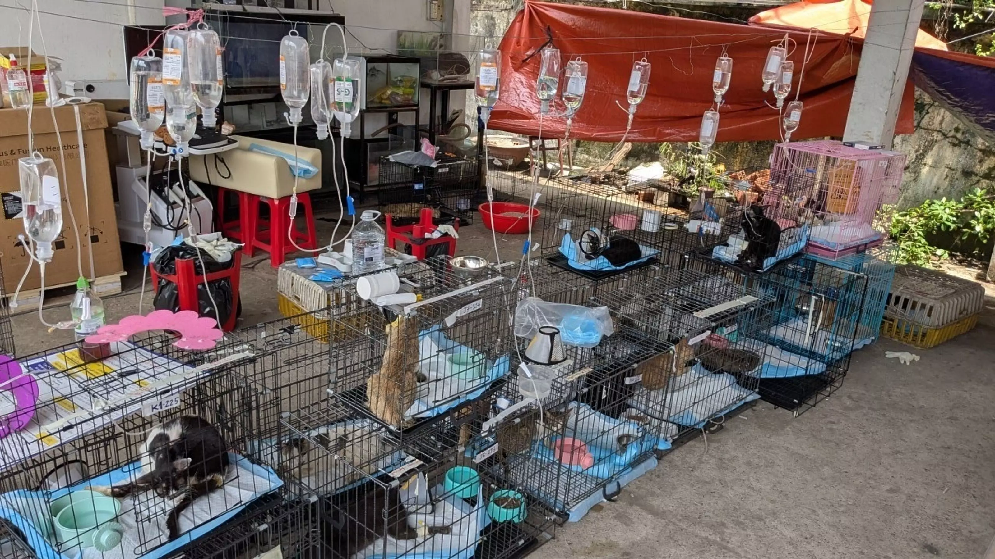 Police Rescue Hundreds Of Cats From Being Eaten In Vietnam Police Rescue Hundreds Of Cats From Being Eaten In Vietnam