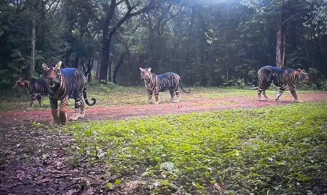 Tiger Scare in Odisha’s Mayurbhanj After Two Bulls Found Dead; Bear Sighting Sparks Panic in Malkangiri Tiger Scare in Odisha’s Mayurbhanj After Two Bulls Found Dead; Bear Sighting Sparks Panic in Malkangiri