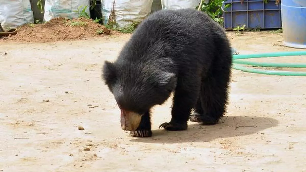 Sloth Bear Electrocuted in Mango Orchard Sloth Bear Electrocuted in Mango Orchard