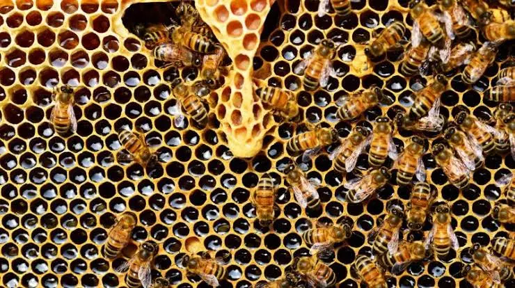Bees Sting HPS Students, Staff As Ball Hits Hive Bees Sting HPS Students, Staff As Ball Hits Hive