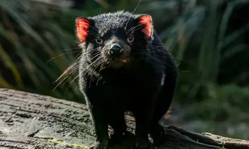 Australia : Unstable Tasmanian Devil Found After 15 Days On The Run Australia : Unstable Tasmanian Devil Found After 15 Days On The Run