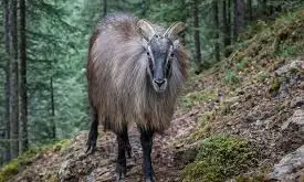 Elusive Mishmi Takin Caught On Camera In North Sikkim For First Time