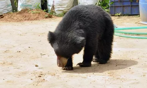 Sloth Bear Electrocuted in Mango Orchard