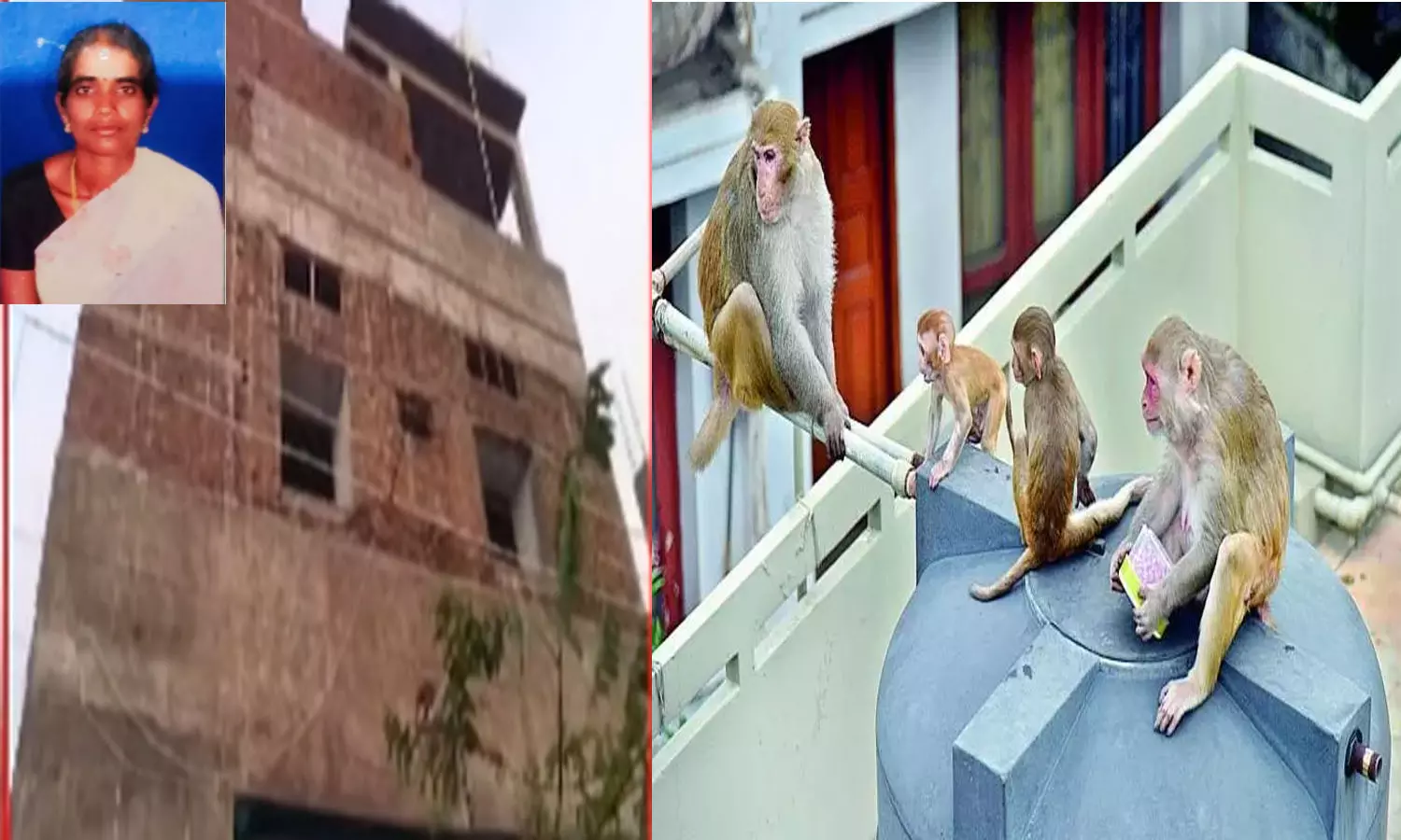 Jagtial: Monkey-Fight On Rooftop Turns Fatal, Housewife Killed Jagtial: Monkey-Fight On Rooftop Turns Fatal, Housewife Killed