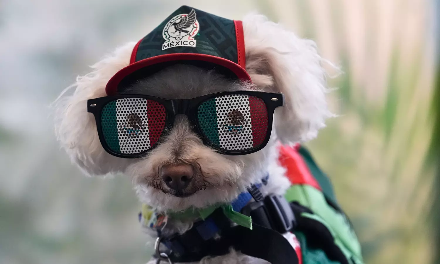 Osito The Dog, Merlin The duck become FIFA world cup superstars