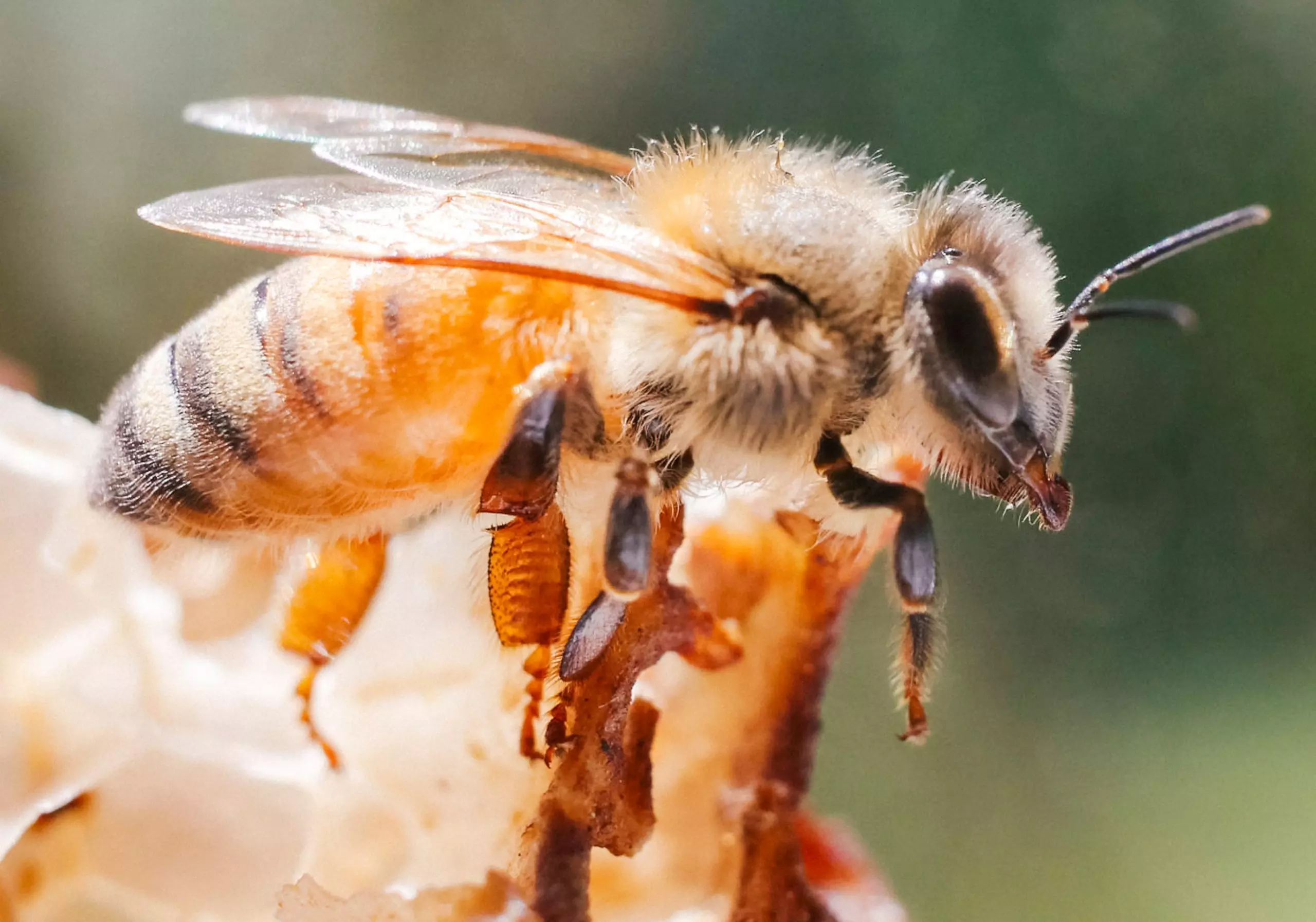 Honey Bees Are Expert Navitgators With Stunning Precision: Study Finds Honey Bees Are Expert Navitgators With Stunning Precision: Study Finds